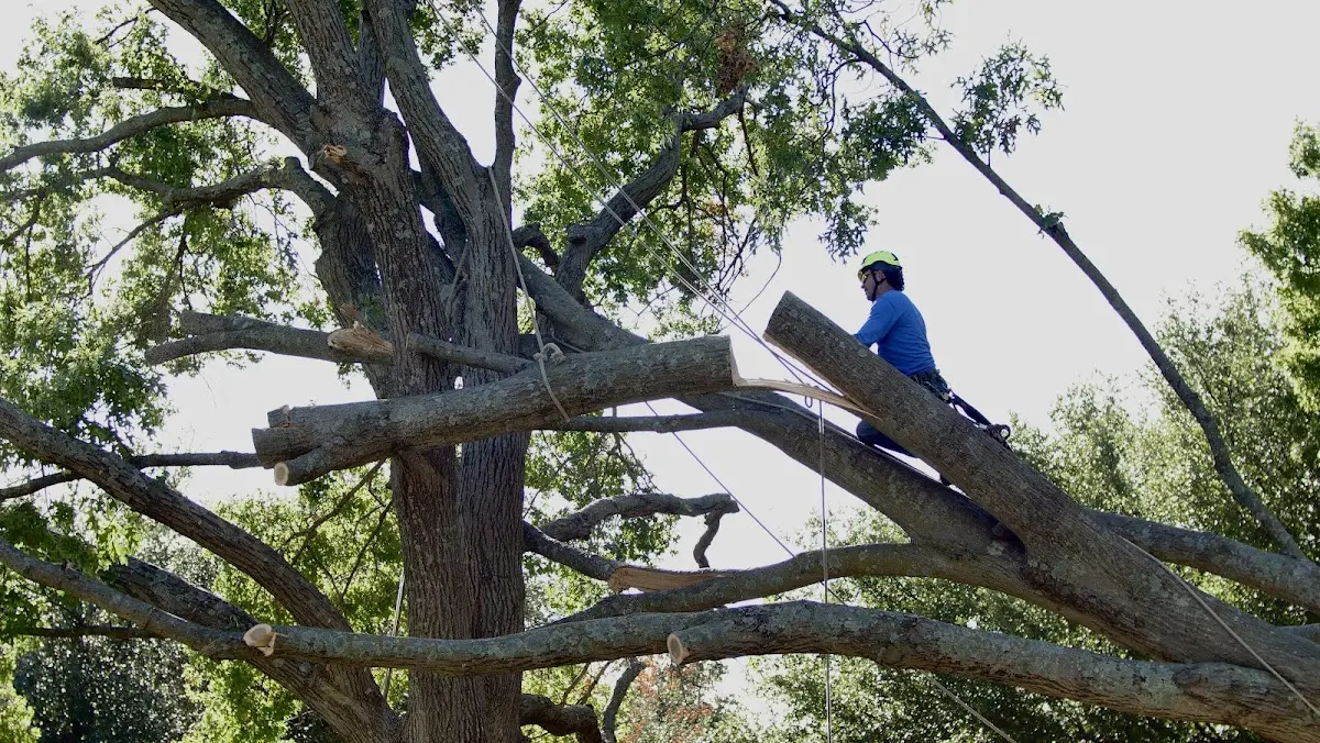 Professional Hazardous Tree Removal performed by certified arborists in York